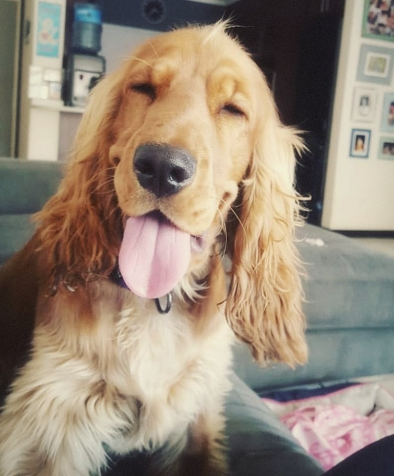 Daphy, a golden cocker spaniel, sitting on the couch with her eyes softly closed and her tongue out, her long ears full and bright - the photograph her family remembers her by, in warm, faded tones.