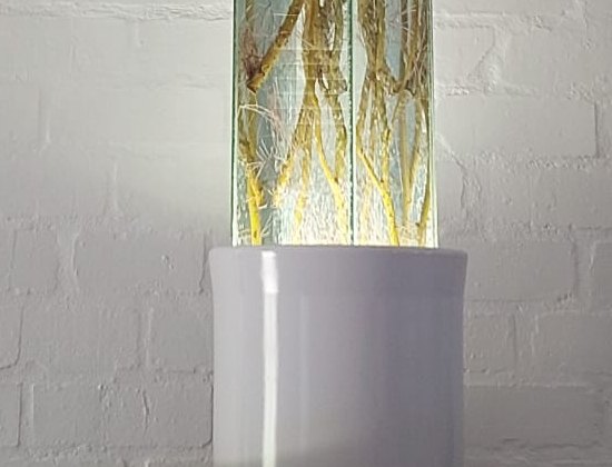 The white pedestal of a HaloVase, with light rising out of the base and into the willow roots held in the glass above it.